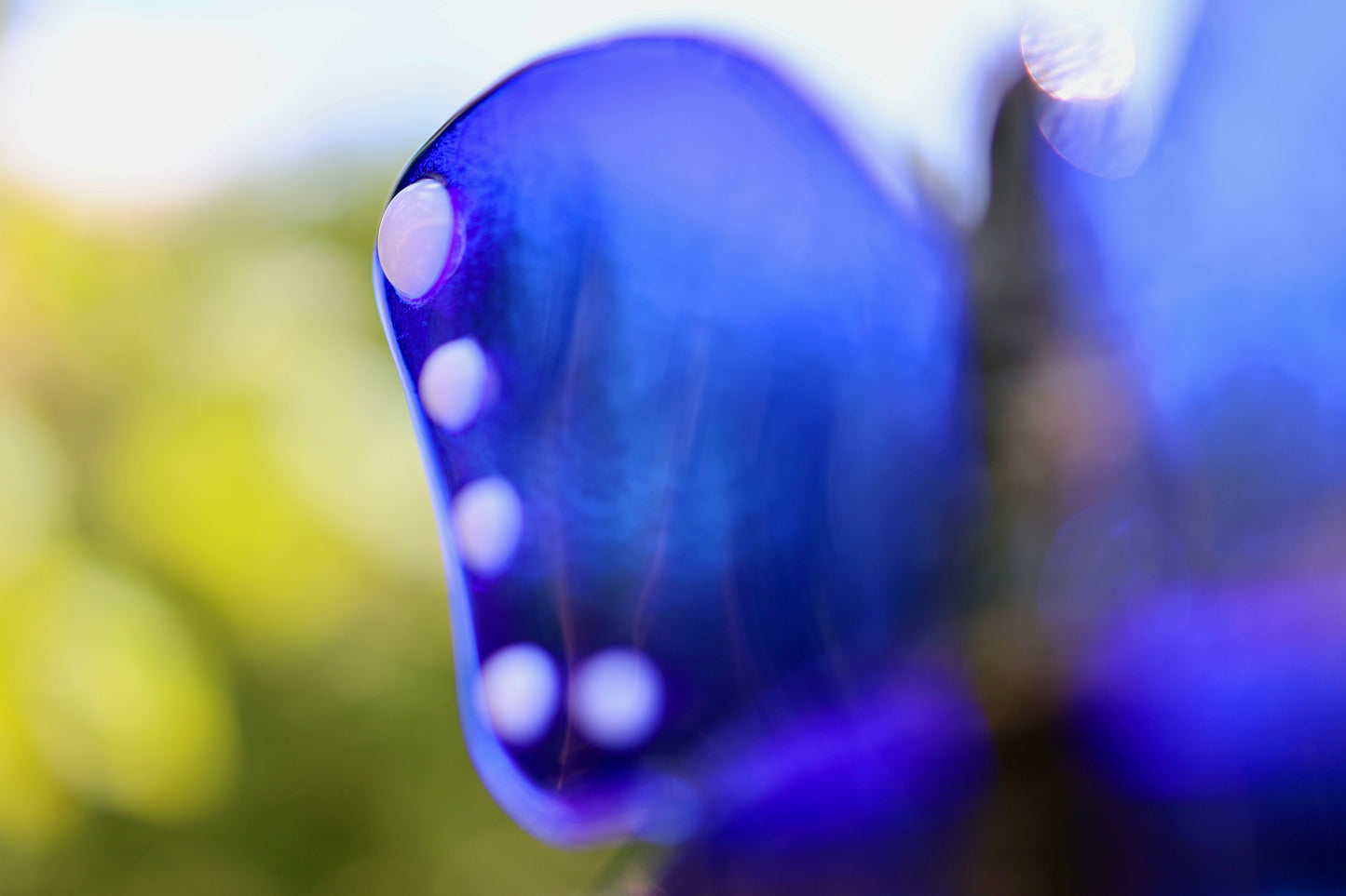Sonnenfänger Blauer Schmetterling